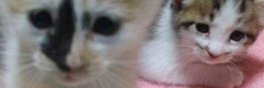 ogawayasu's profile banner image