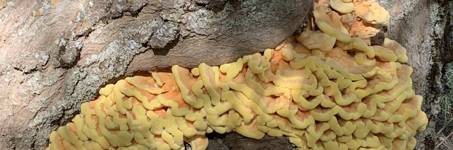 Ignacio F-Fígares banner