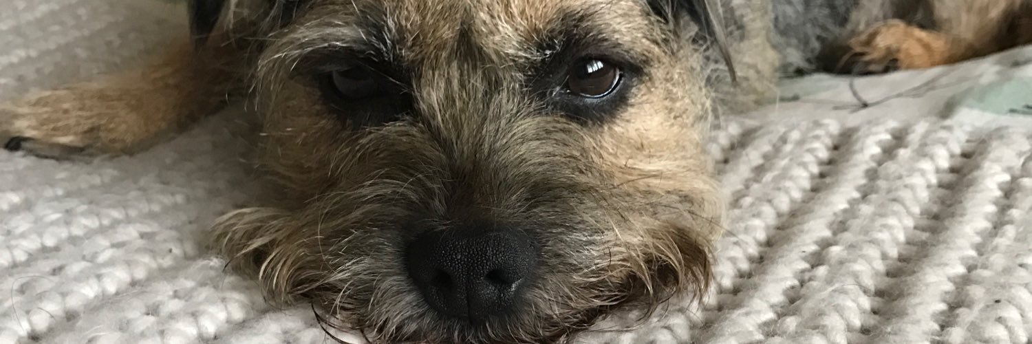 pippin_border's profile banner image