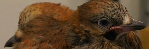 Dr_RMiller Profile Banner