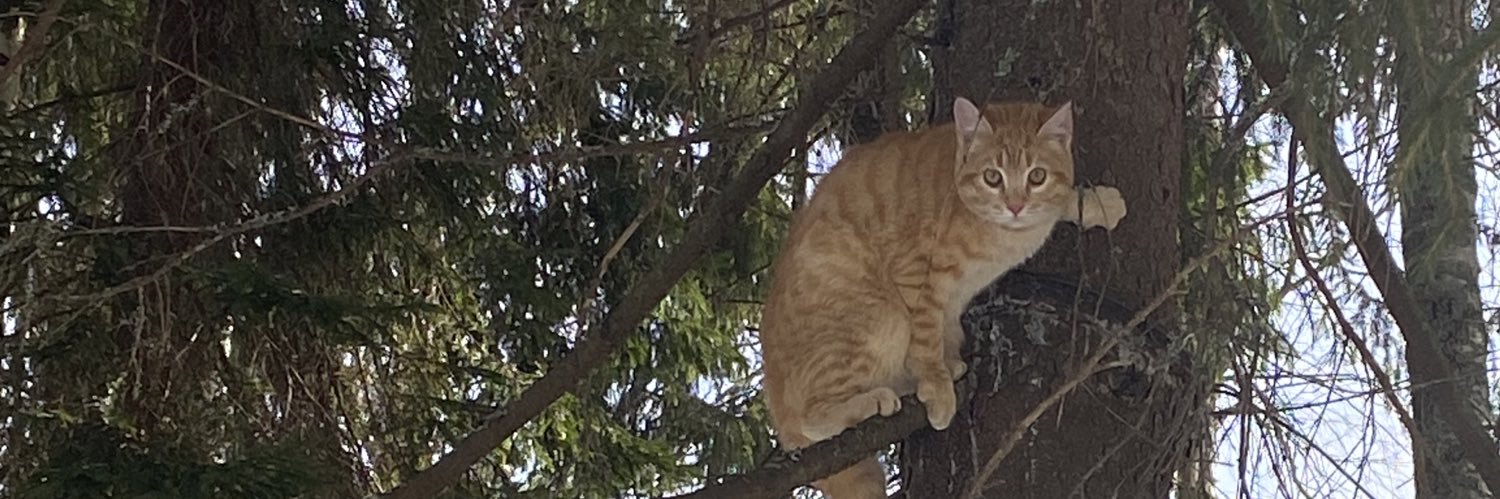 _darymeow_'s profile banner image