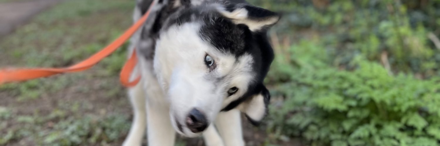 SkyeFern_'s profile banner image
