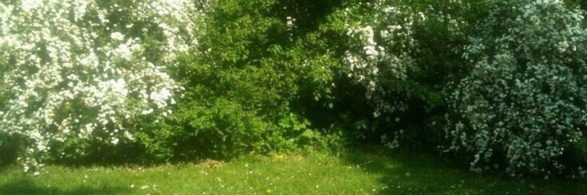 severedbones's profile banner image