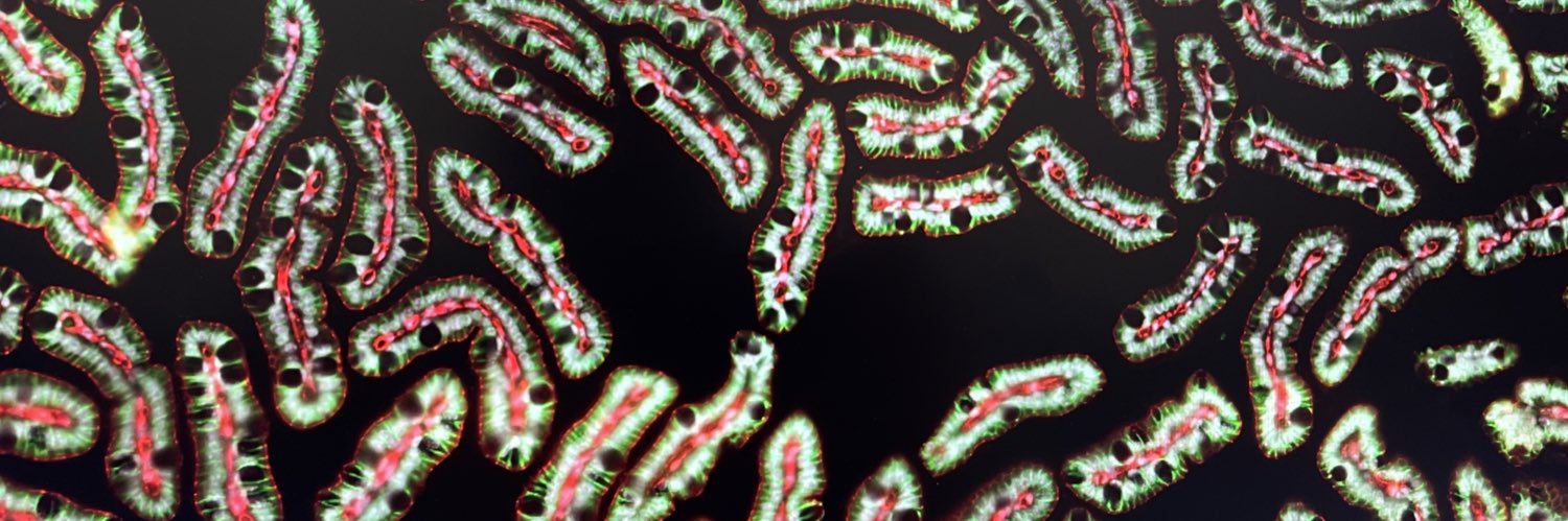 Mohsin Hassan banner