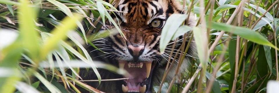 tharik's profile banner image