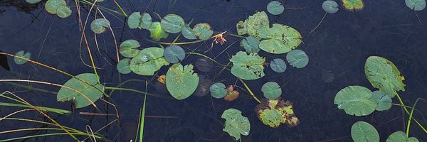 laternaria Profile Banner