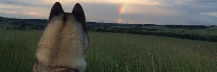 Kerri Walker 🐺🐶 banner