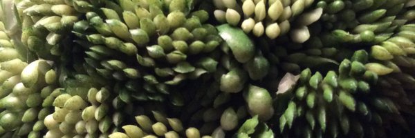 Chickad44472146 Profile Banner