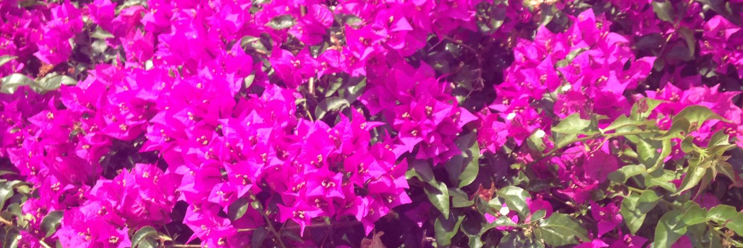 julia_matt0s's profile banner image