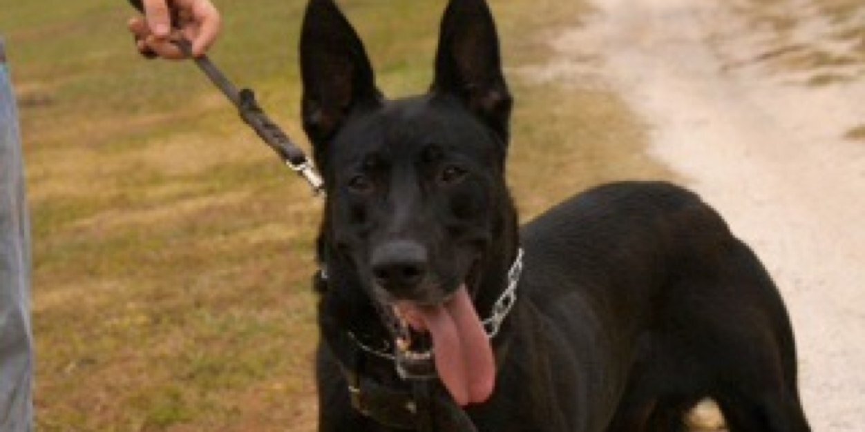 blackmalinois's profile banner image
