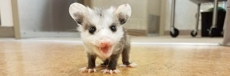 Dydlef Wirginijski banner