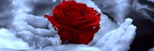 80_rose_'s profile banner image