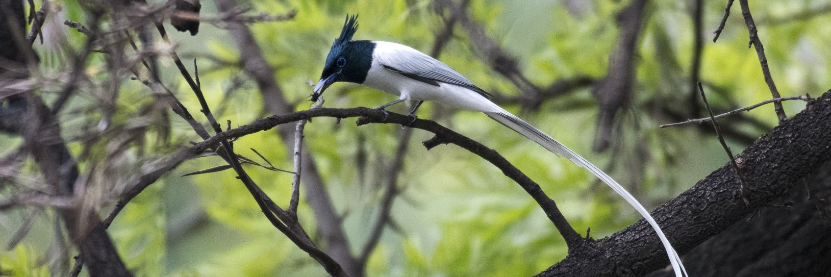 Dr. Ehsan Masud Kiani banner