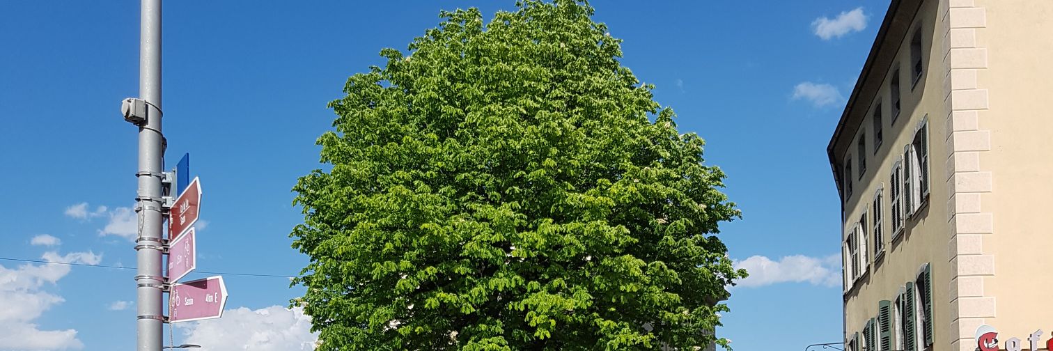 CailletBenjamin's profile banner image
