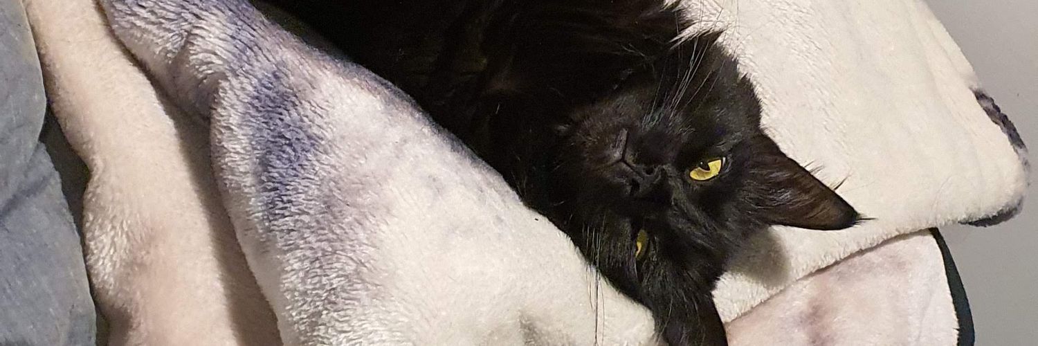 JuneasaurusRex's profile banner image