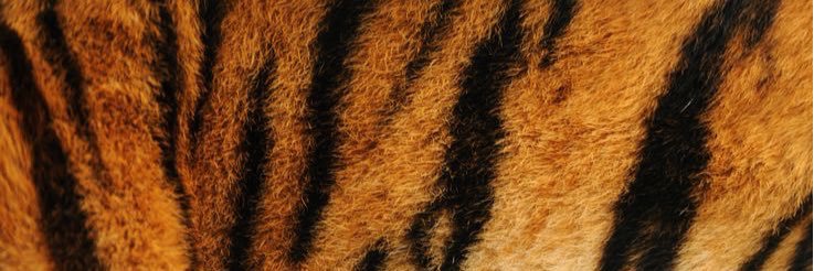 ProwlNewspaper's profile banner image