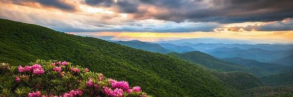Lorelai A 🌹 banner