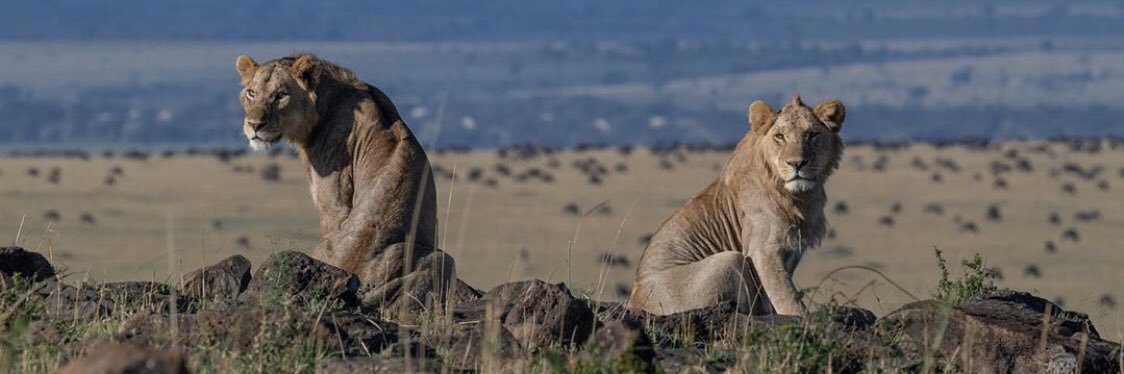 wsuwitda's profile banner image