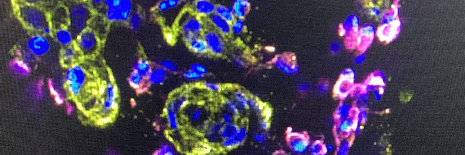 Ana Sastre Perona banner