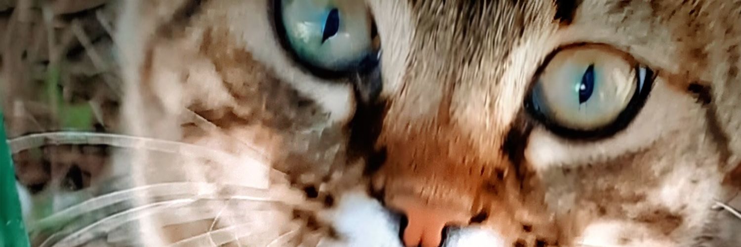 fundantil's profile banner image