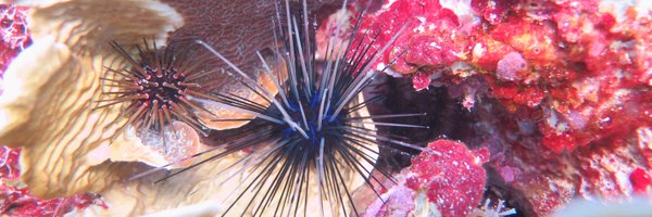 TelaMarine Profile Banner