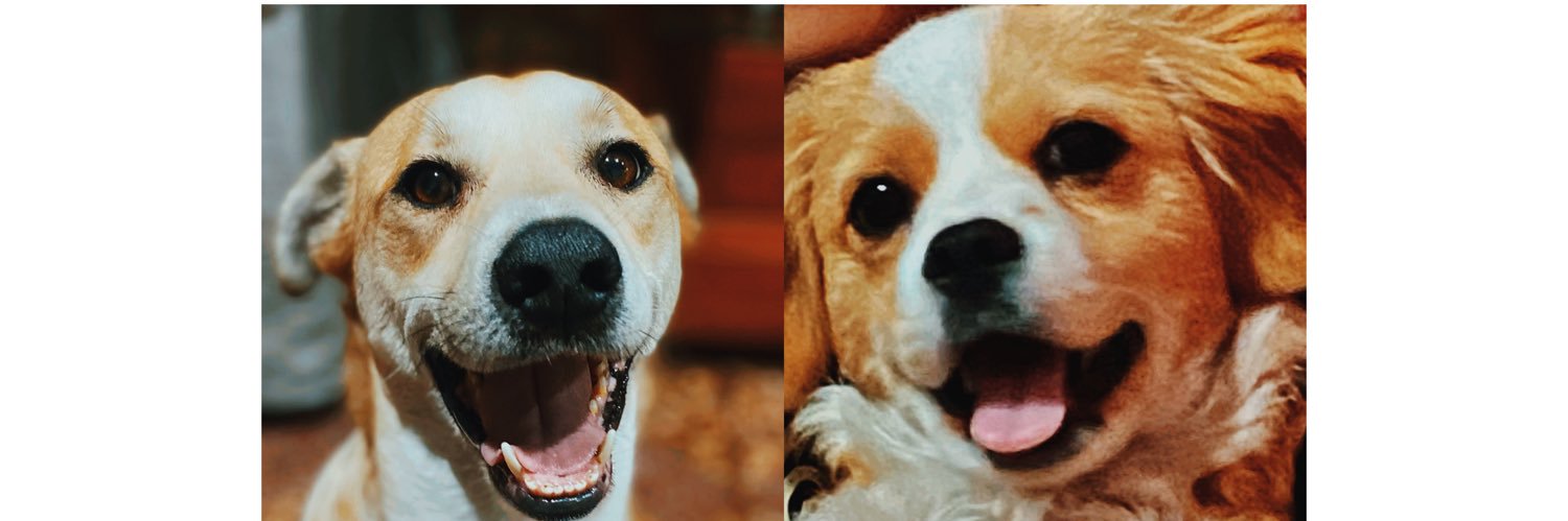 Fátima Flores banner