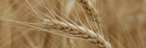 NebraskaWheat Profile Banner