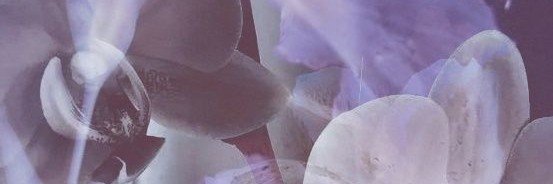 lilacistaro_'s profile banner image