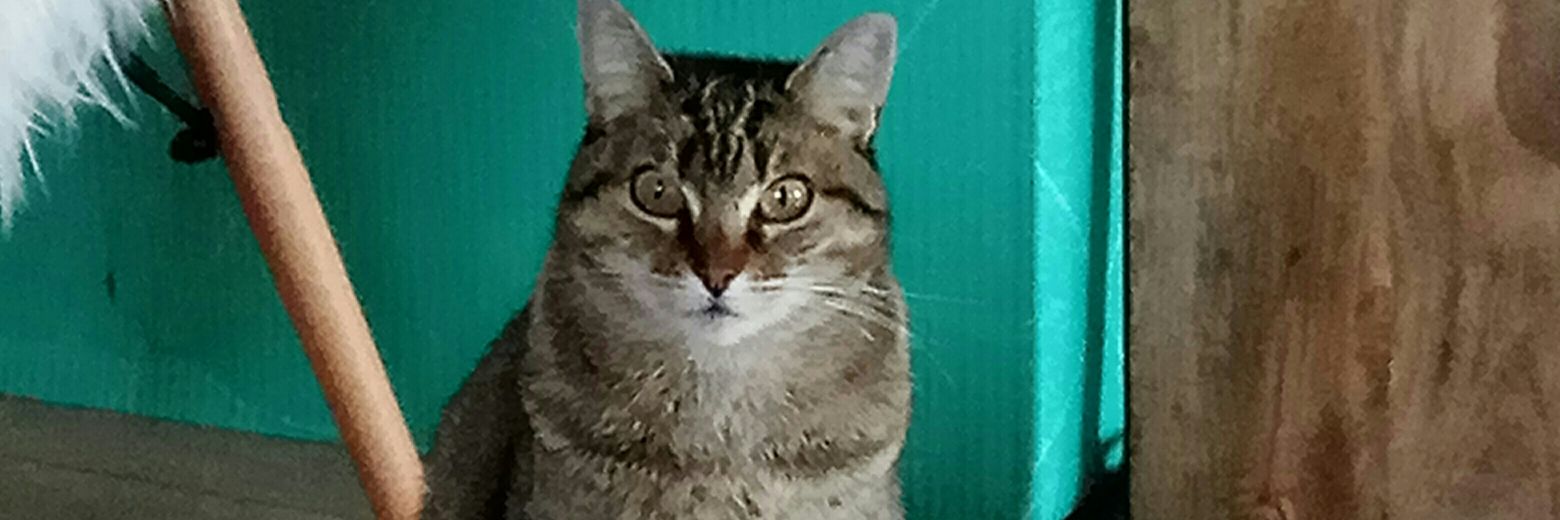Monobra's profile banner image