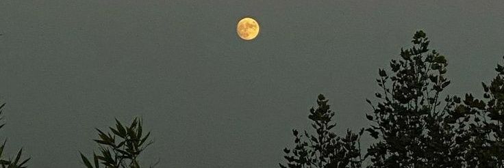 ♎ banner