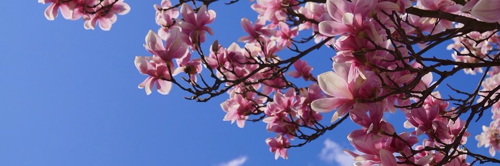 Anyow's profile banner image