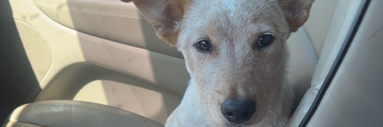cassidyandis's profile banner image
