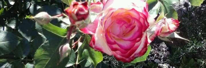 Vanille_47🇫🇷 ✝️ banner