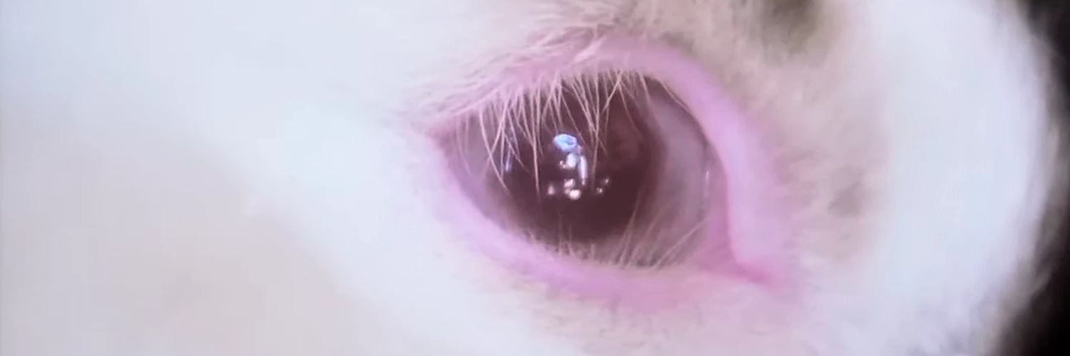 ciloyaaa's profile banner image