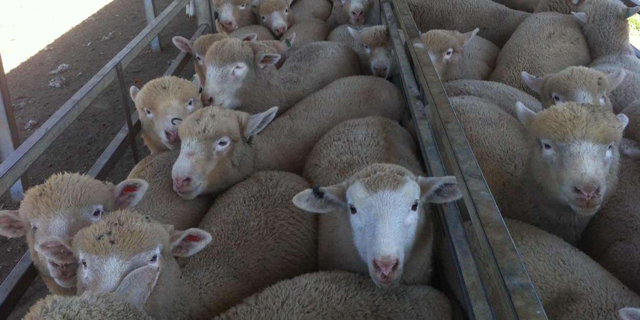 Lachlan Patterson banner