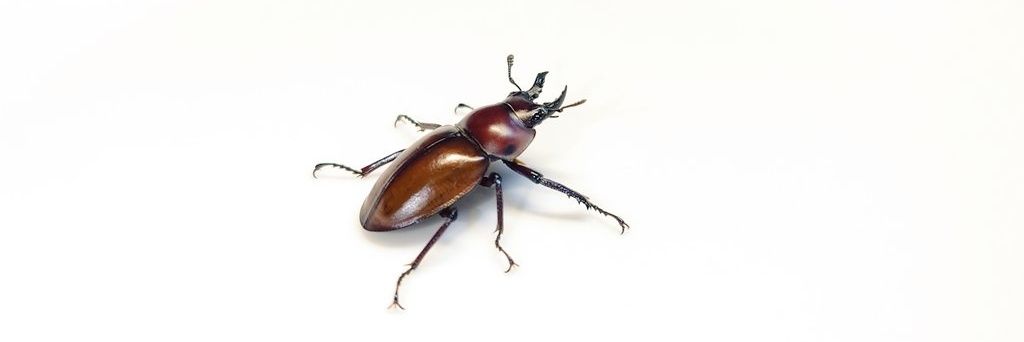 完敗man hide丸 banner