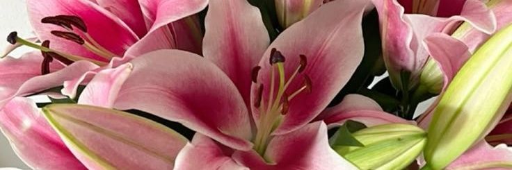 Fa 🎀 (me llamo divertida) banner