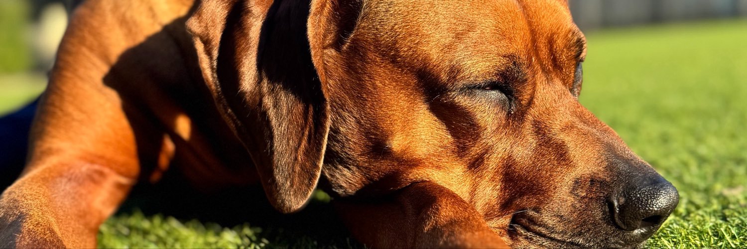 Mogie75NL's profile banner image
