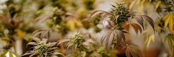 stonerthingsMX's profile banner image