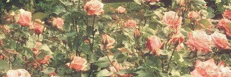 anaxleta's profile banner image