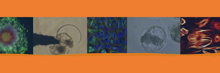 Animal Molecular & Cellular Biology banner