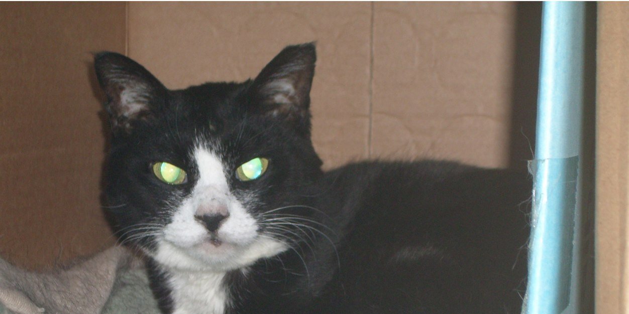 7catcat's profile banner image