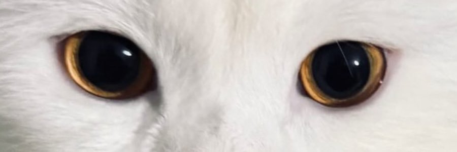 zehrrawq's profile banner image