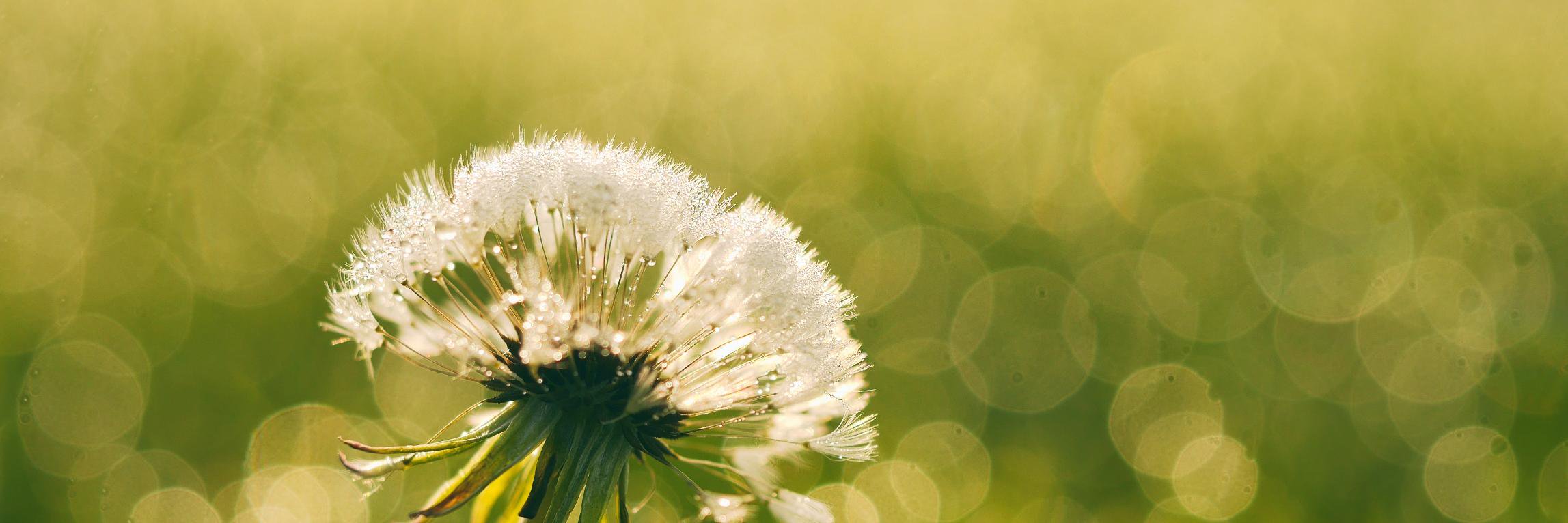 Andrea Gilbrook banner