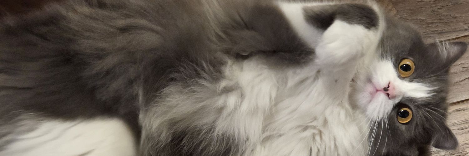 ラテちよ🐱 banner