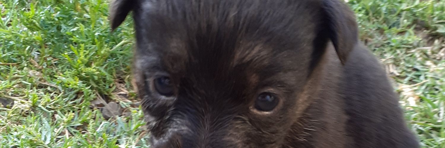 Jua banner