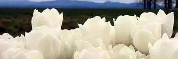 mahamfr1's profile banner image