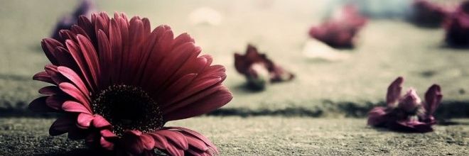frambuesa06's profile banner image