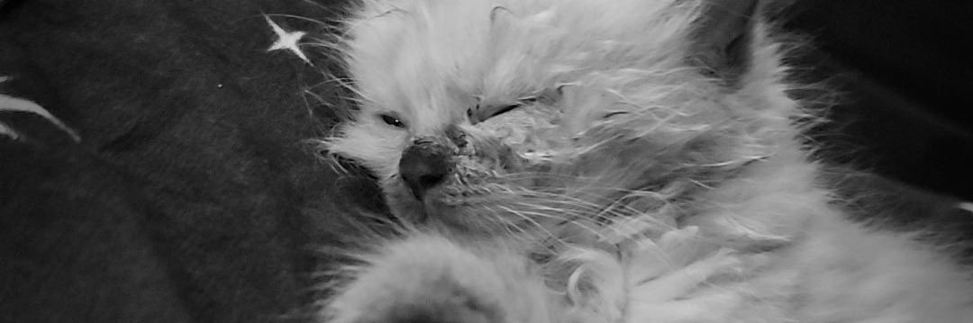 97th_noir's profile banner image