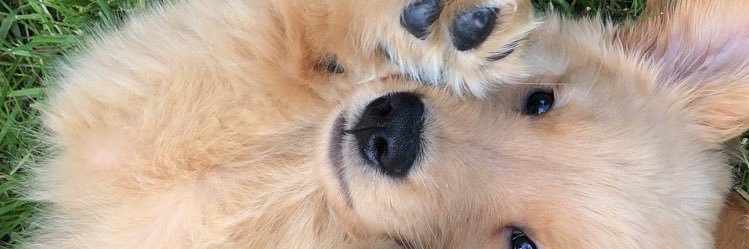 EmilyStrauch's profile banner image
